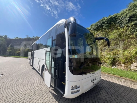 Man Lion's Coach